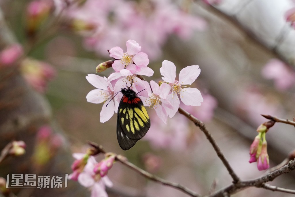園內三分一櫻花樹已開花。蘇正謙攝