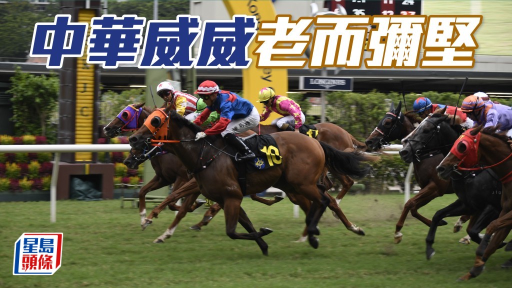 「中華威威」老而彌堅，馬主陳志新對徐雨石保養老馬得宜的功力甚為欣賞。