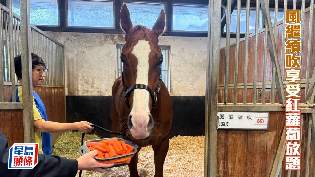 「风继续吹」赢马后，享用一大盘红萝卜，相中所见，马儿望著自己的奖励，眼仔碌碌，十分可爱。相片来源：「友莹」系Facebook