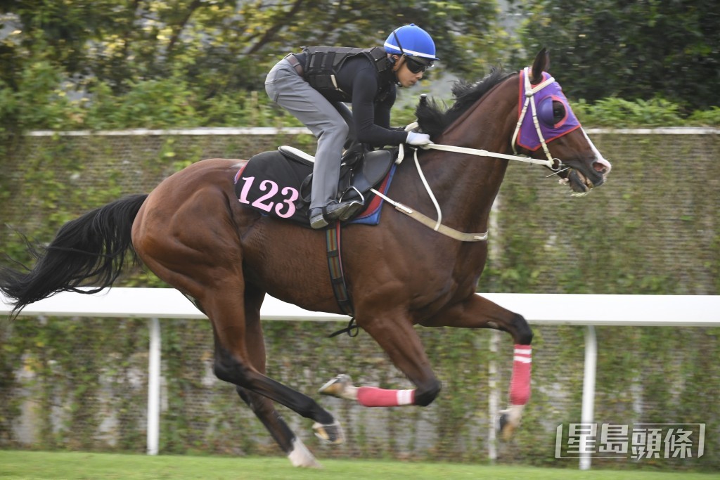 「加州星馳」力度充足暗火湧現，去番最佳時候。