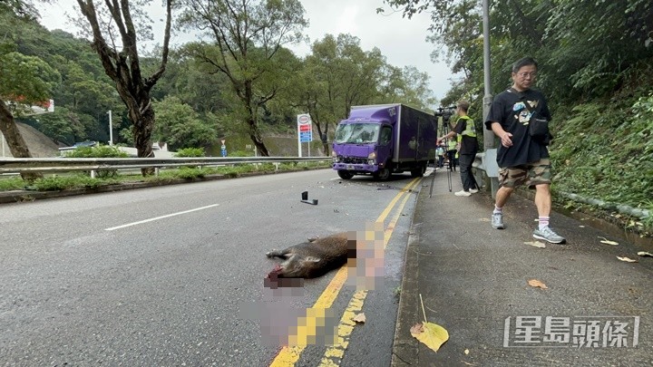 野豬重傷死亡。林思明攝