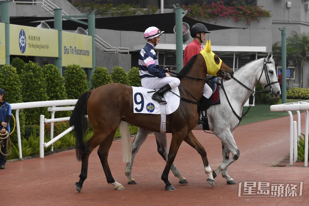 李文斌母親衛少琦名下的「包裝英明」，已報爭周日沙田賽馬第四班千四米。