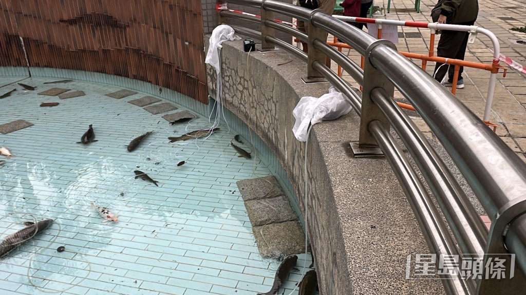 部分魚搬去另一原本養龜的水池暫養。劉漢權攝