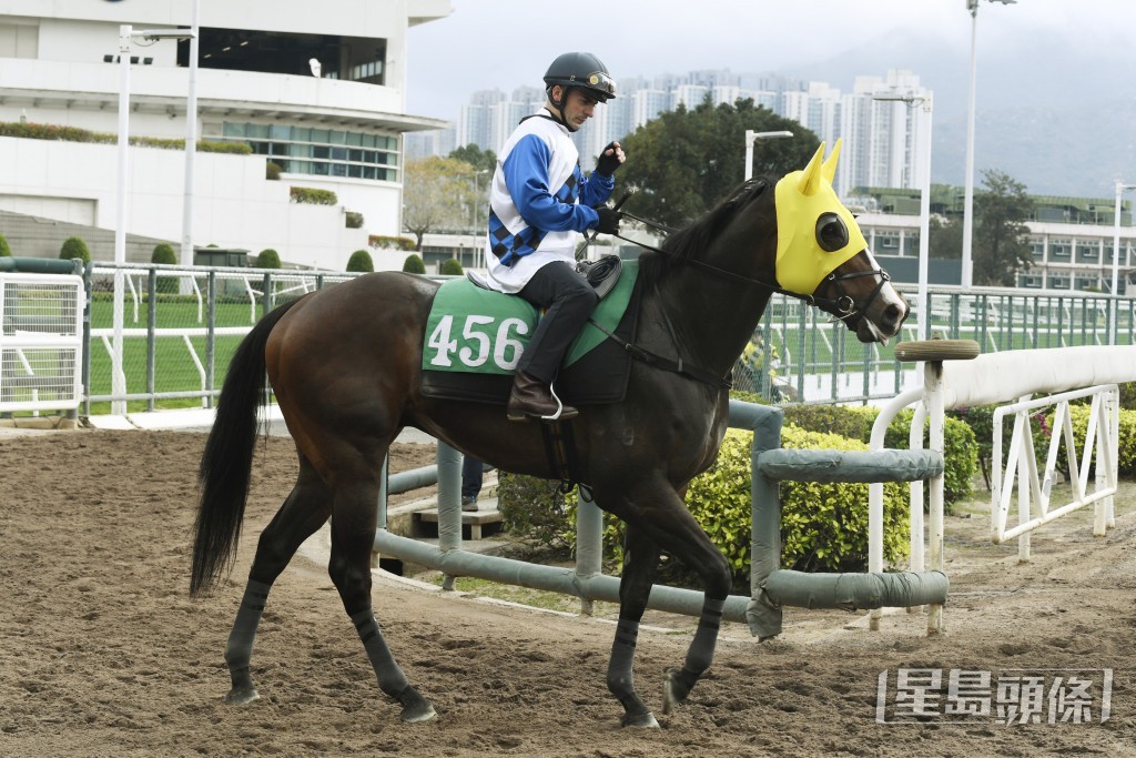 「快如龙」早已证明跑谷草一千米最合适。