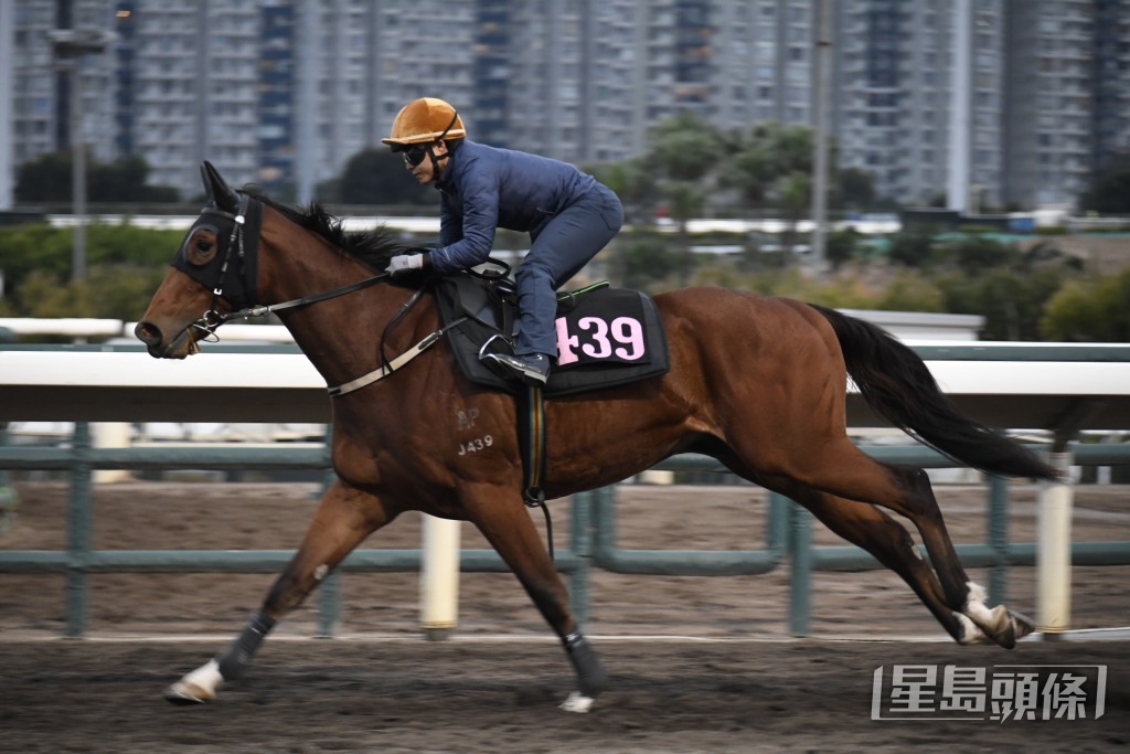 「嘉應駿馬」落腳輕快勁力不俗，勇況十足。