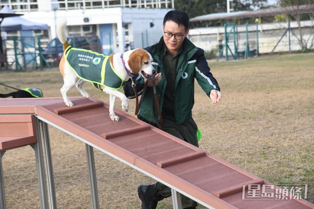 8歲的比格犬Harvey。 8歲的比格犬Harvey。