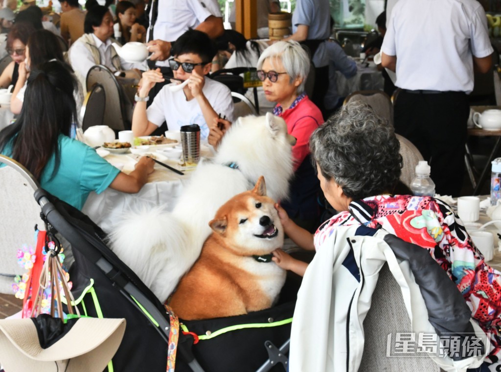 指引建議食肆可按實際情況訂定狗隻總數上限及允許進入時段,並須嚴守不得容許狗隻上餐桌等牌照條件。資料圖片 指引建議食肆可按實際情況訂定狗隻總數上限及允許進入時段,並須嚴守不得容許狗隻上餐桌等牌照條件。資料圖片