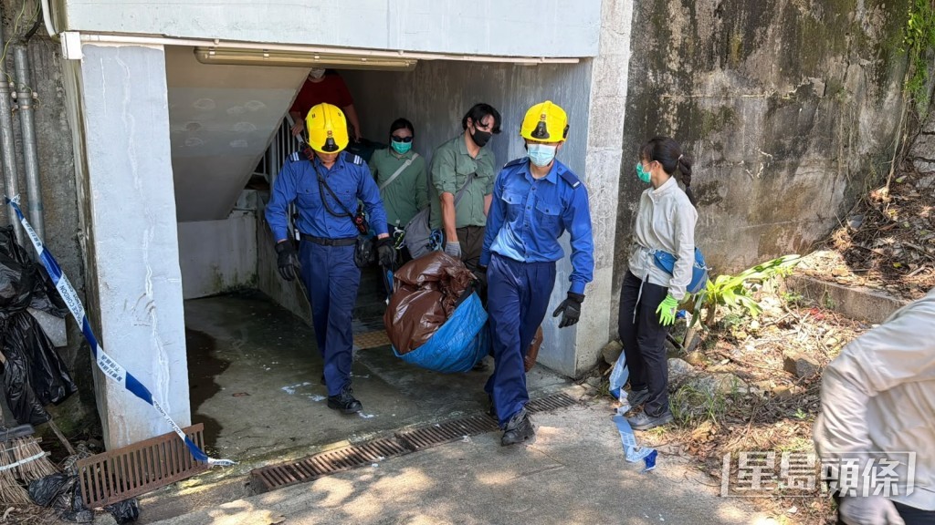 野豬遭麻醉後救回路面,由消防抬走。劉漢權攝 野豬遭麻醉後救回路面,由消防抬走。劉漢權攝
