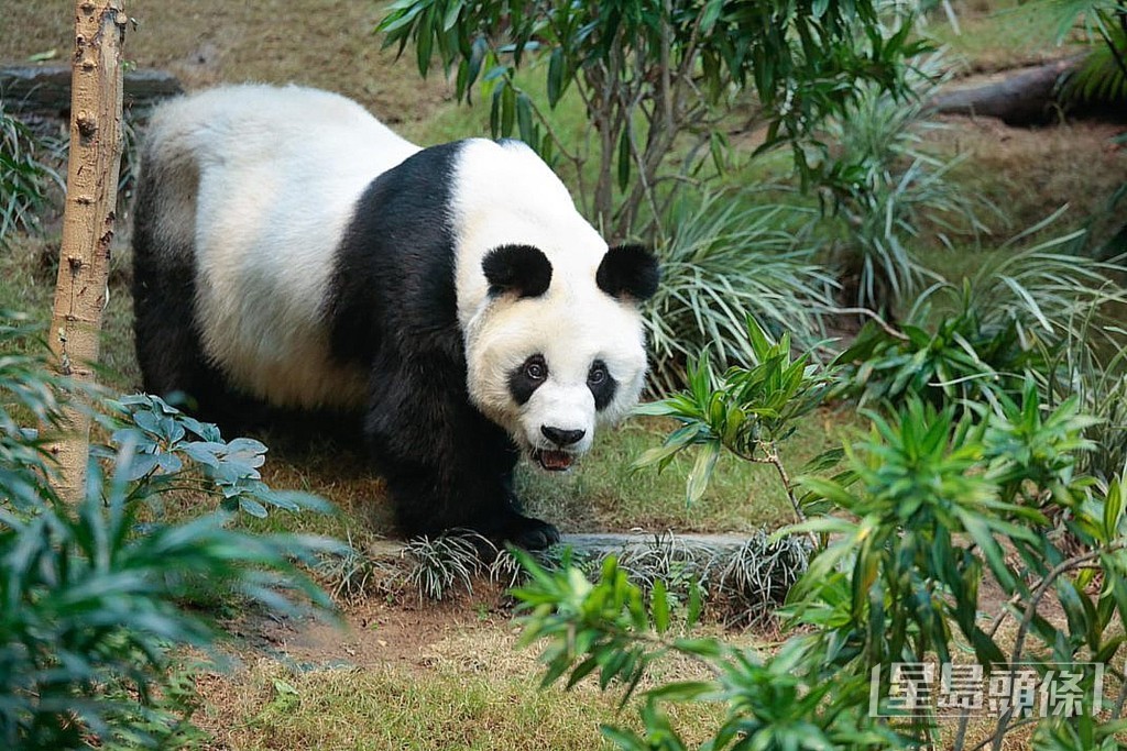 翻查紀錄，大熊貓「安安、佳佳」是來港前已有的名字。