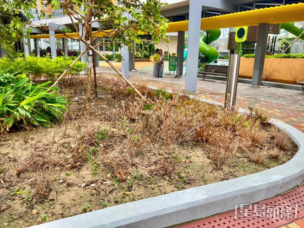 劉海龍建議當局開放公共屋邨或行人路旁花槽,供市民種植。 劉海龍建議當局開放公共屋邨或行人路旁花槽,供市民種植。