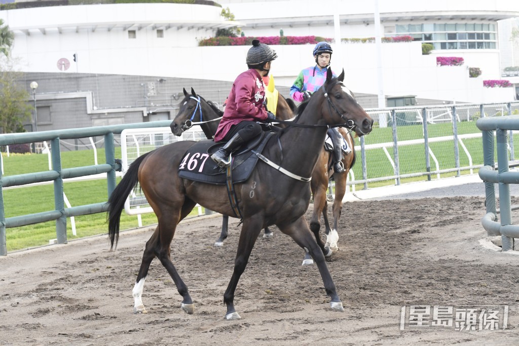 「心雄雄」神態自若雙耳烱烱，仍具好感未見低落。