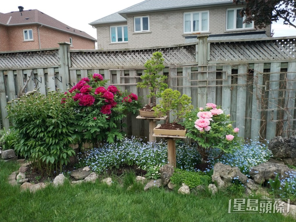 花園砌中式盆景。 花園砌中式盆景。