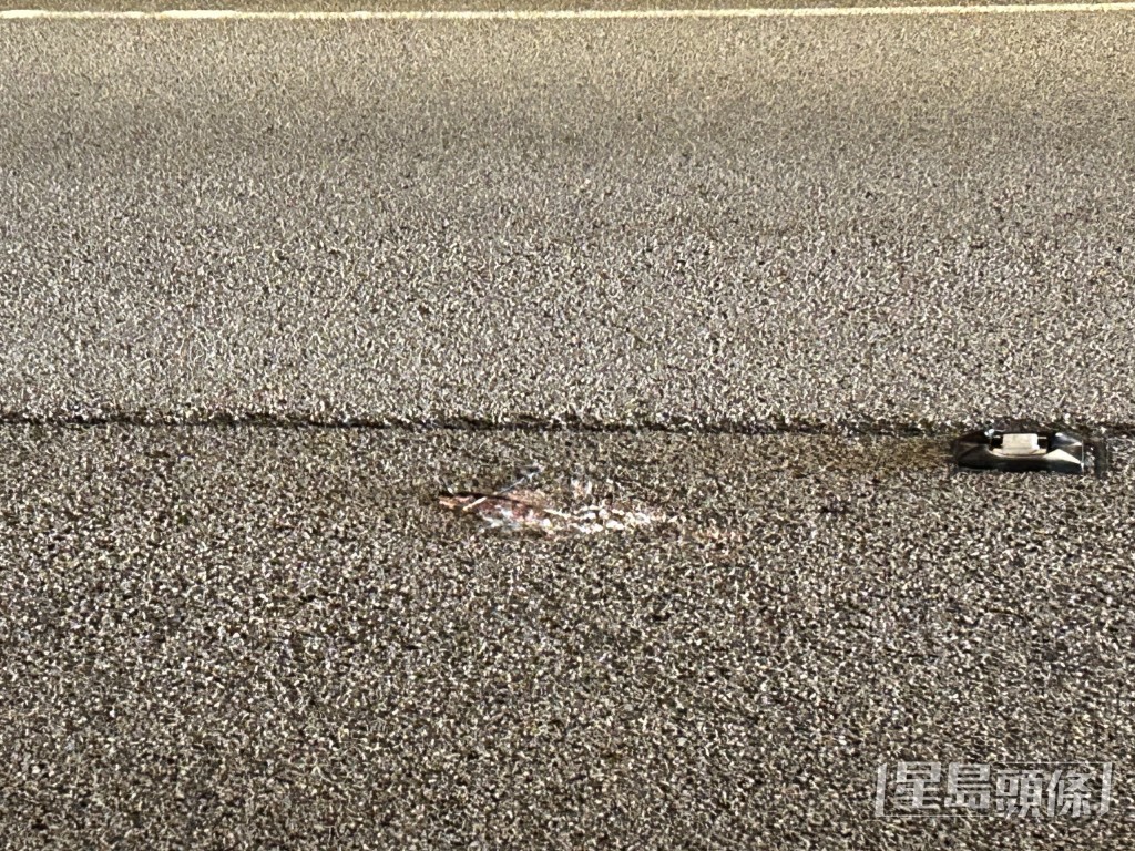 懷疑雀鳥殘骸。