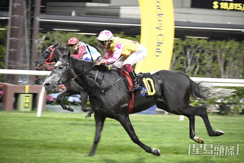 「管之友」上季曾在田泰安胯下跑谷草二千二百米贏馬。