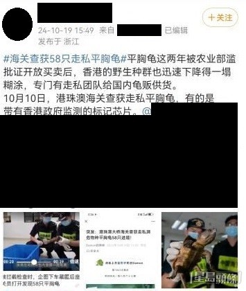 有內地知情人士於社交媒體發文，憂慮近年本港大頭龜數量恐因濫捕而暴減。