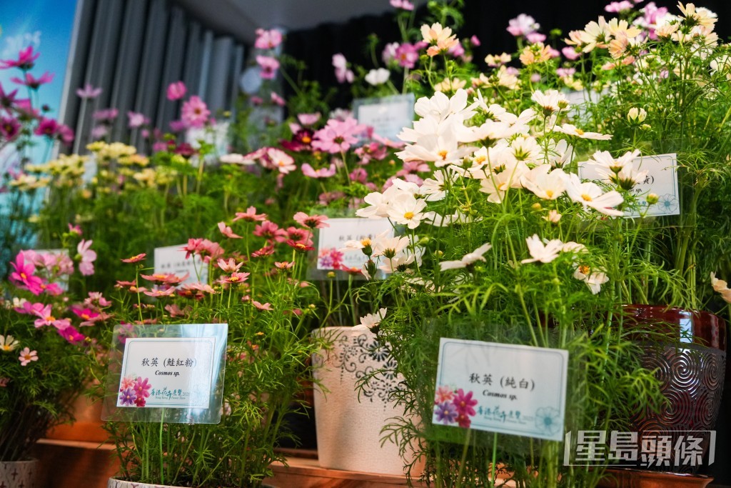 今年花展的主題花是秋英。吳艷玲攝