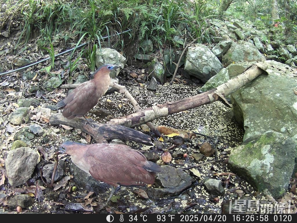 紅外線相機拍攝到稀有的黑冠鳽。