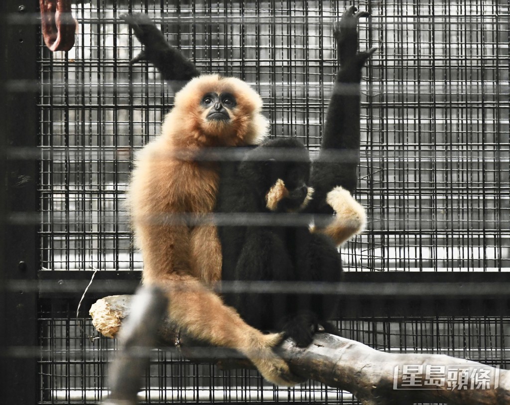 香港動植物公園哺乳類動物區。何君健攝