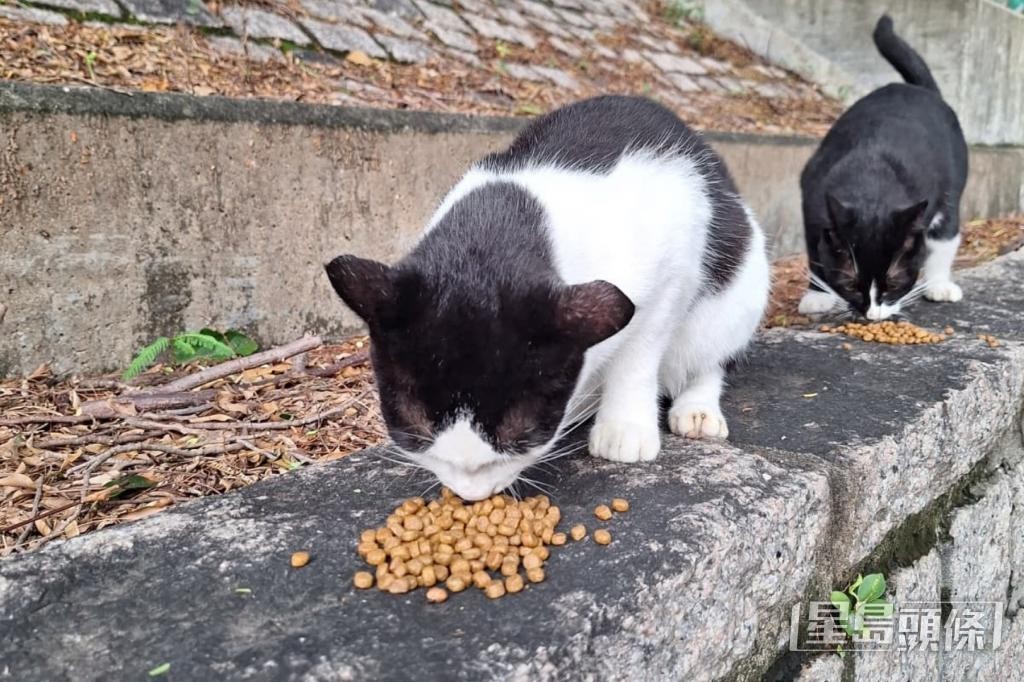 黃蔚澄指出,飼養動物能為生活建立固定規律,動物亦能提供陪伴及被愛的感覺。 黃蔚澄指出,飼養動物能為生活建立固定規律,動物亦能提供陪伴及被愛的感覺。