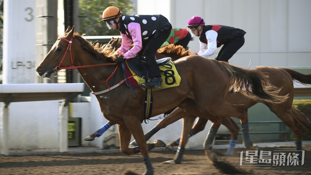 「永遠美麗」毛色亮麗目光銳利，狀態有進無退，佳態洋溢。