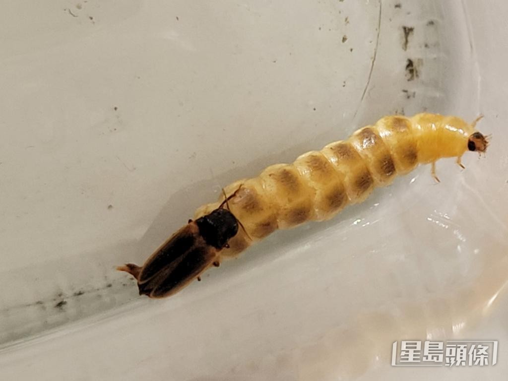 莫氏光萤虫的雄虫（啡色） 跟雌虫正在交配。