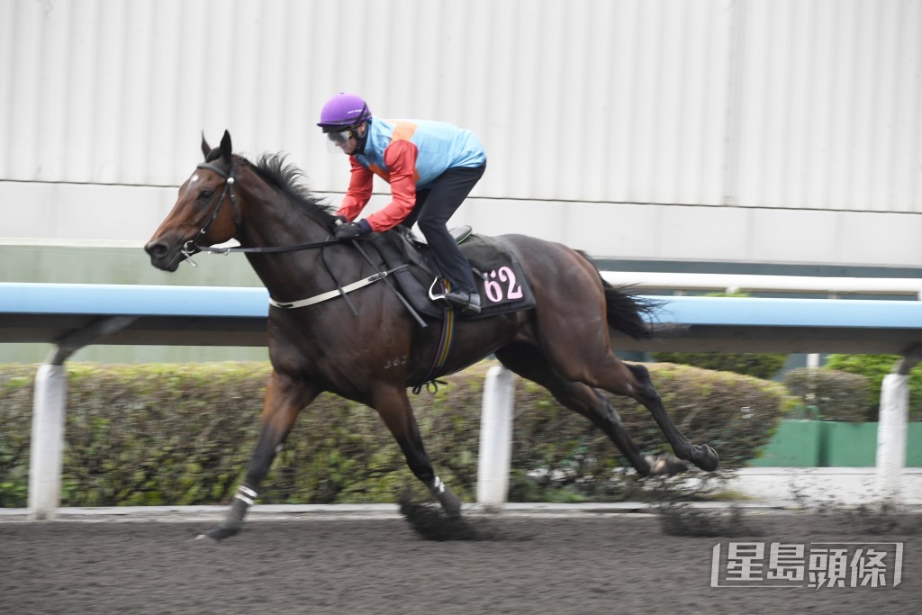 希斯今朝課後走到機坪迎接「嘉應高昇」，更頻摸「嘉應高昇」馬頭以示滿意。