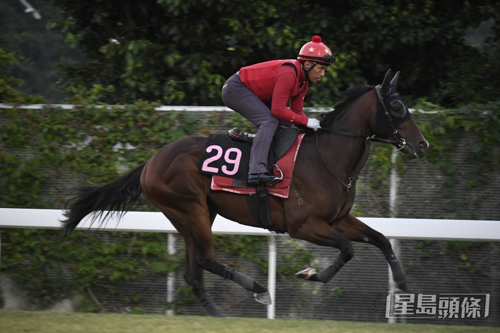 「神速馬車」馬身脹卜卜，毛色悅目有光澤，狀態相當吸引。