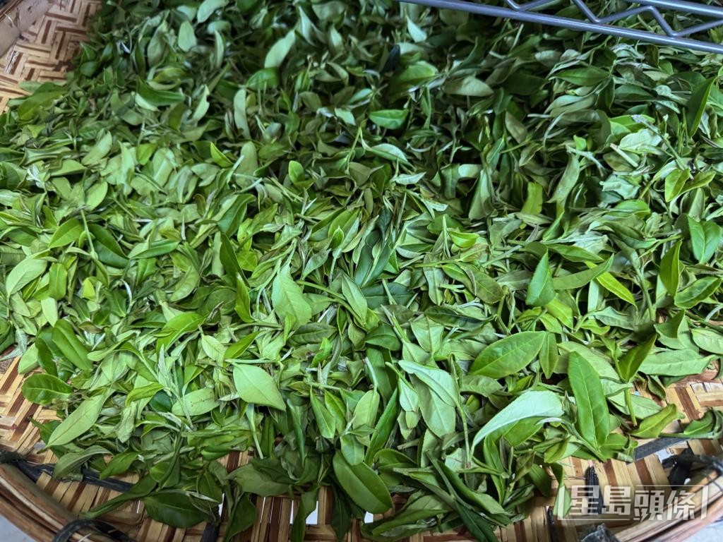 為提升茶的風味，農夫在炒茶日前夕採茶，擺放至翌日才開展工序。 嘉道理農場提供