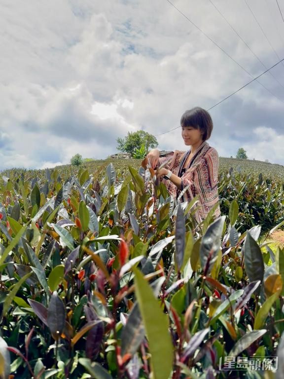 周雯婷在西双版纳的茶田采摘茶叶。受访者提供
