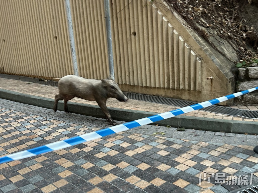 野豬衝破持盾警防綫。