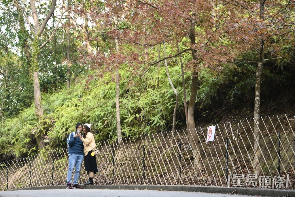 市民前往大棠楓香林觀賞紅葉。陳浩元攝