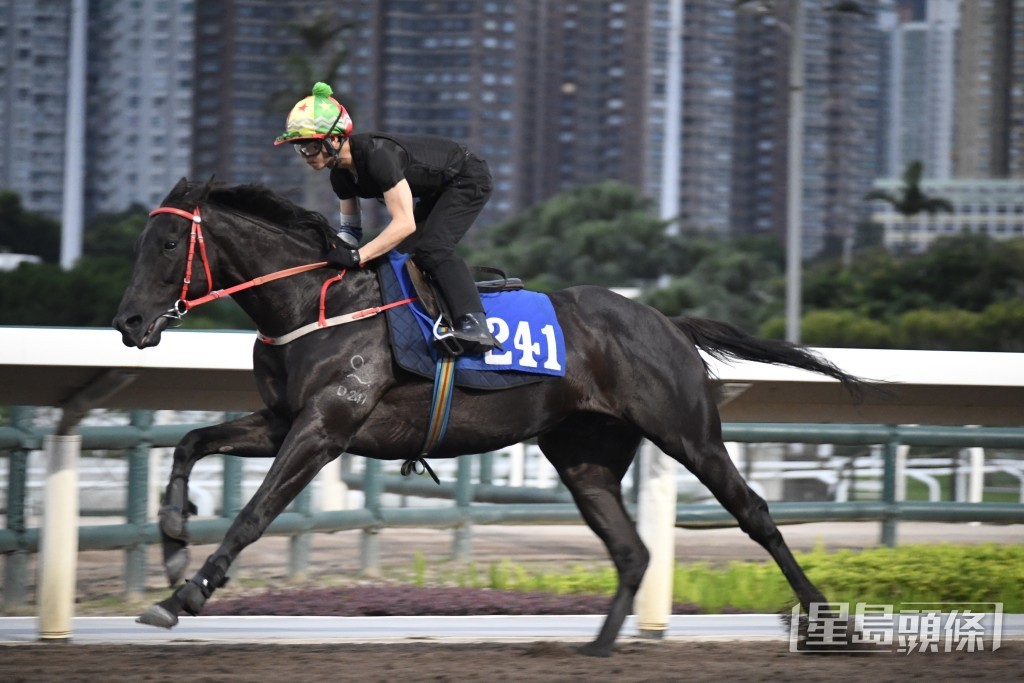 「香港精神」毛色油潤又悅目，神態對辦，近況理想。