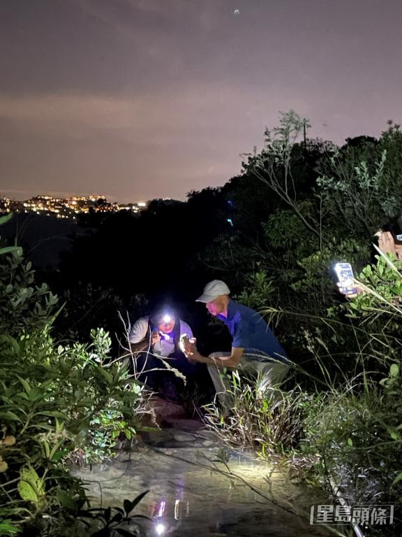 黃錦星9月初夜探南朗山,與瀕危的盧氏小樹蛙近距離接觸。 黃錦星9月初夜探南朗山,與瀕危的盧氏小樹蛙近距離接觸。