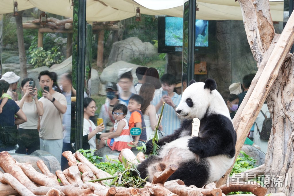 當時由民政事務局舉辦「大熊貓命名活動」，共收集到6,700對名字。吳艷玲攝