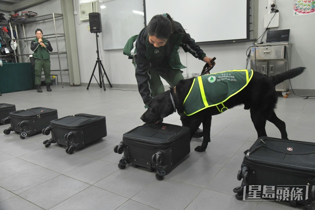 「行李搜查訓練」模擬了在行李中搜尋目標物的過程,由偵緝犬Glen成功完成任務。 「行李搜查訓練」模擬了在行李中搜尋目標物的過程,由偵緝犬Glen成功完成任務。