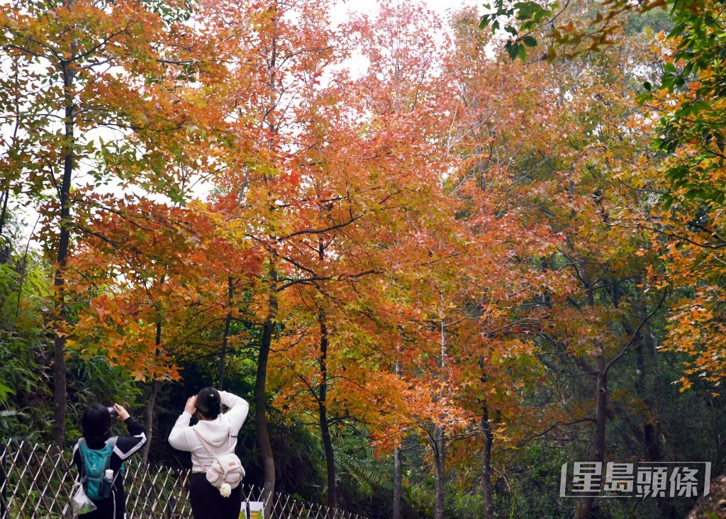 不少人關心楓香葉何時才會變紅，陳倩慧解釋，楓香葉變紅主要因應天氣是否足夠寒冷、乾燥。