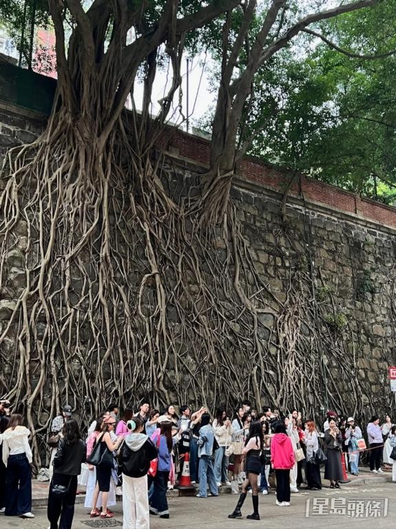 堅尼地城科士街的多棵石牆樹,近年成「打卡」熱點。 堅尼地城科士街的多棵石牆樹,近年成「打卡」熱點。