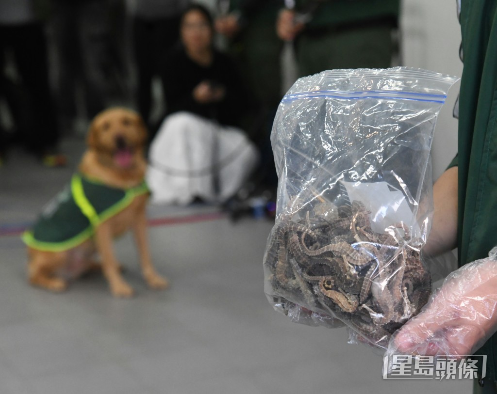 領犬員Raymond與拉布拉多犬Loki合作,在高處貨箱中成功找出預先藏匿的走私乾海馬。 領犬員Raymond與拉布拉多犬Loki合作,在高處貨箱中成功找出預先藏匿的走私乾海馬。