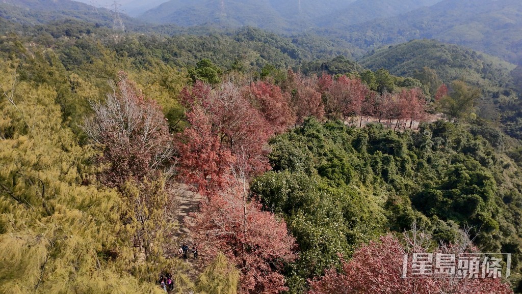 雖然近大棠生態園一帶的山火仍未熄滅，好在楓葉林沒受影響。劉駿軒攝