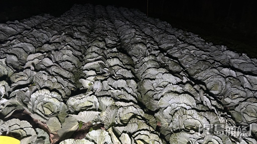 在坪輋昇平村一帶,廣闊的菜田亦淪為「冰封世界」。蔡楚輝攝 在坪輋昇平村一帶,廣闊的菜田亦淪為「冰封世界」。蔡楚輝攝