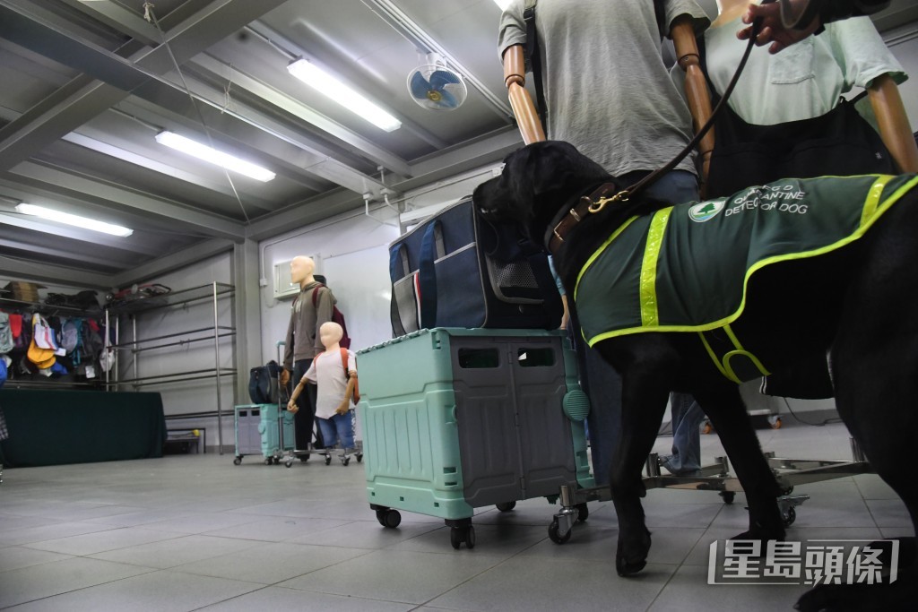 於「模擬旅客篩查訓練」中,漁護署人員佈置通關場景並將目標物藏於行李中,由偵緝犬進行辨識。 於「模擬旅客篩查訓練」中,漁護署人員佈置通關場景並將目標物藏於行李中,由偵緝犬進行辨識。