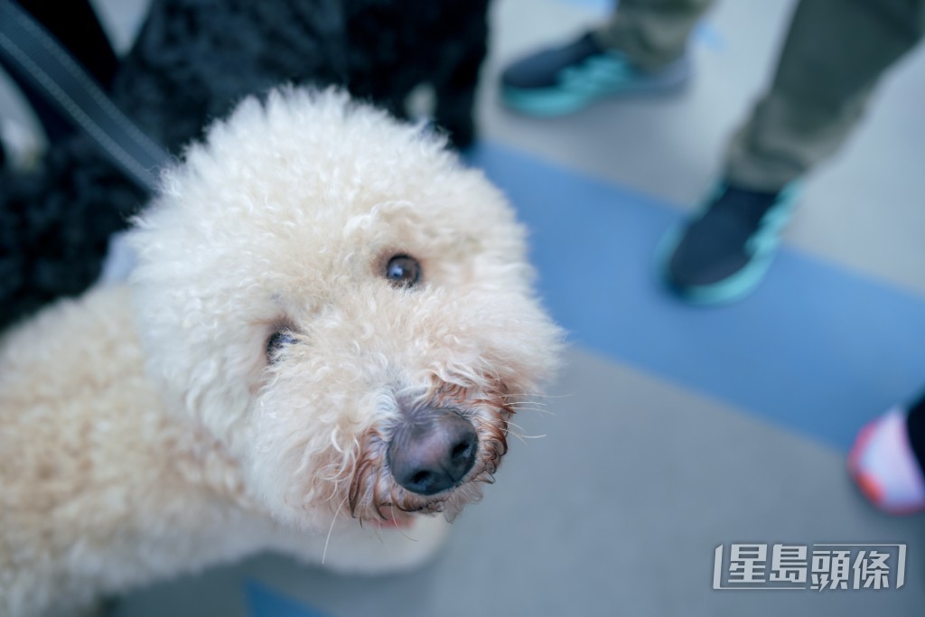 有狗主帶同寵物參加，冀為慈善出一分力。