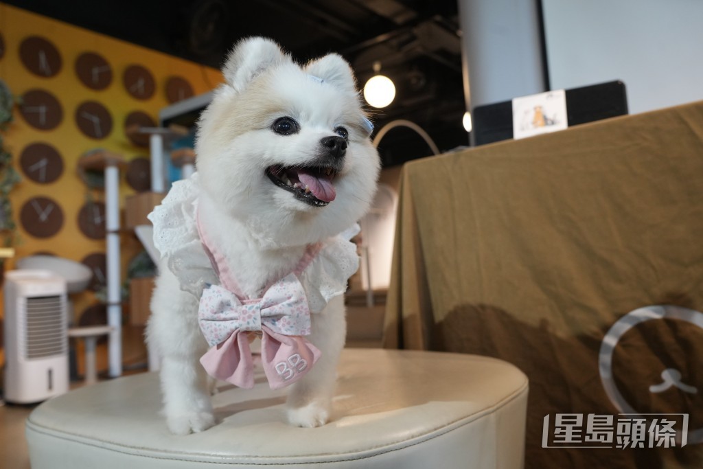 接受是次手術的十歲松鼠狗「BB」。吳艷玲攝 接受是次手術的十歲松鼠狗「BB」。吳艷玲攝