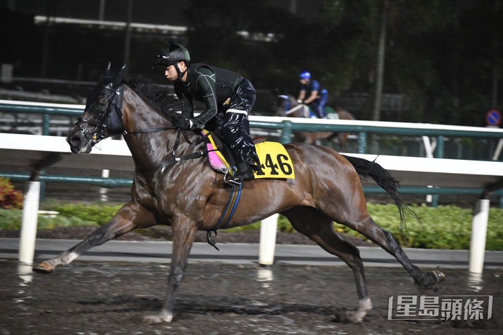 「自己話事」近日出試時出腳步大爽勁，狀態已達爭勝水平。