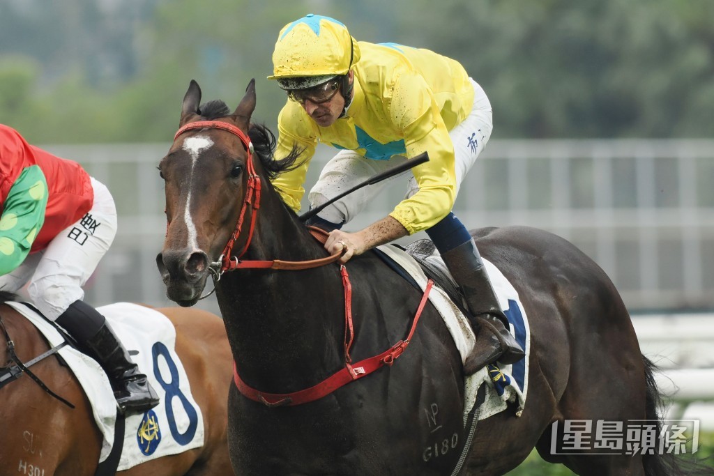 「金钻贵人」在2022/2023年度马季成绩骄人，合共取得八胜。