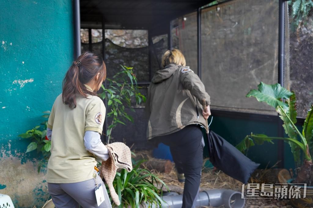  溫諾汶及團隊成員與紅頰獴上演「追逐戰」。
