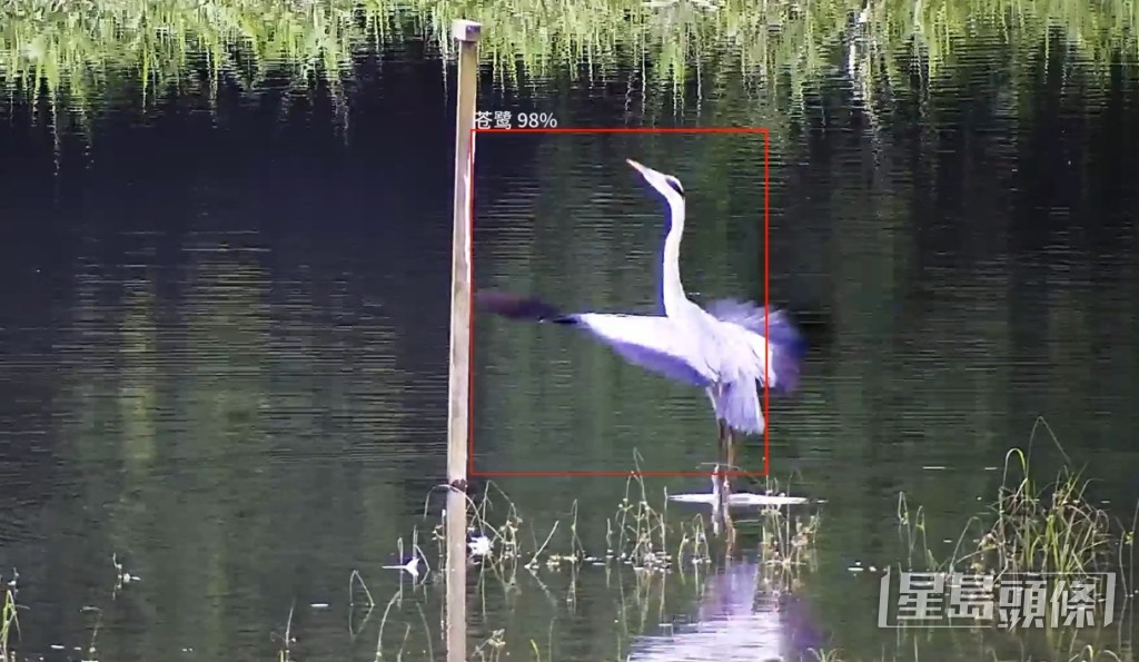 環保署於濕地公園引入AI鳥類監測及識別系統,成功識別蒼鷺。 環保署提供 環保署於濕地公園引入AI鳥類監測及識別系統,成功識別蒼鷺。 環保署提供