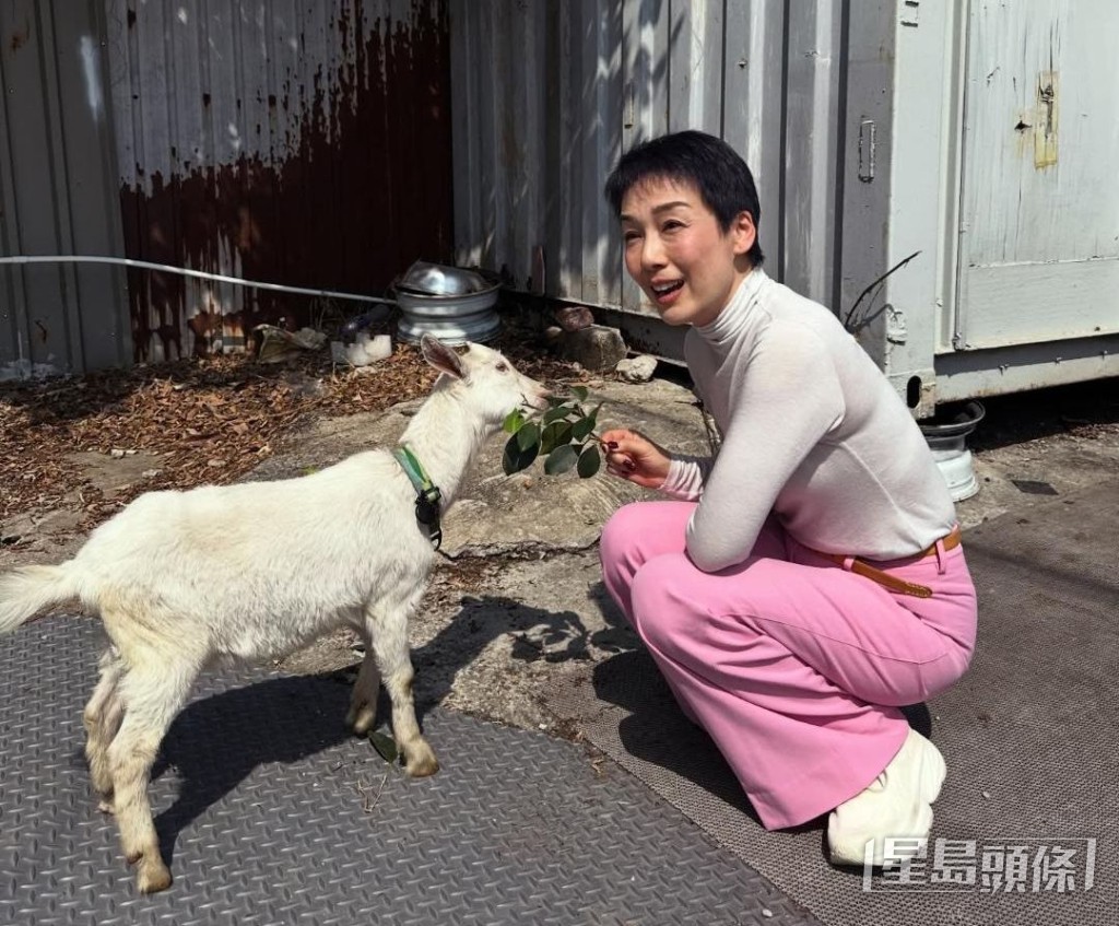 好有愛心的美儀探望被收養的小羊。