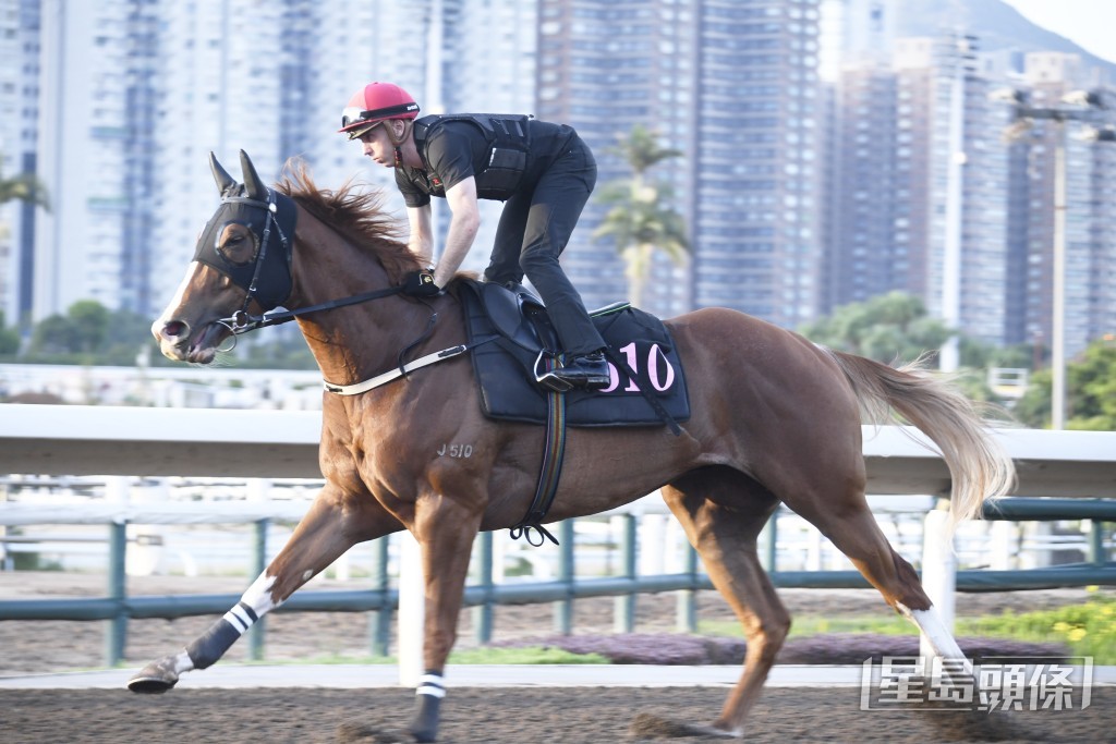 「午夜快車」雙目炯炯有神，精神爽利保持勇銳。