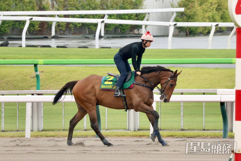 「遨遊氣泡」由馬房領班劉恩健在泥地慢踱一圈。 Bit Lau攝 「遨遊氣泡」由馬房領班劉恩健在泥地慢踱一圈。 Bit Lau攝